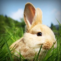 /album/zverinec-vi-d/photolia-a03-jpg/