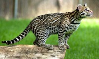 /album/zverinec-vi-d/ocelot-identification-01-jpg/