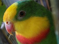 /album/zverinec-vi-d/papagj-3-jpg-jpg/