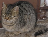 /album/zverinec-vi-d/macka-jpg/