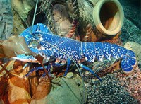 /album/zverinec-vi-d/a250px-eu-hummer-01-jpg/