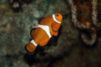 /album/zverinec-vi-d/a581076-nemo-jpg/