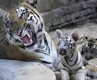 /album/zverinec-vi-d/cica-jpg/