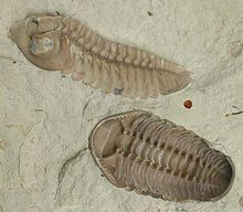 Trilobit