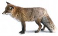 /album/fotogaleria-liska-hrdzava/vulpes-200x124-jpg/